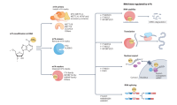 Epitranscriptomics diagram
